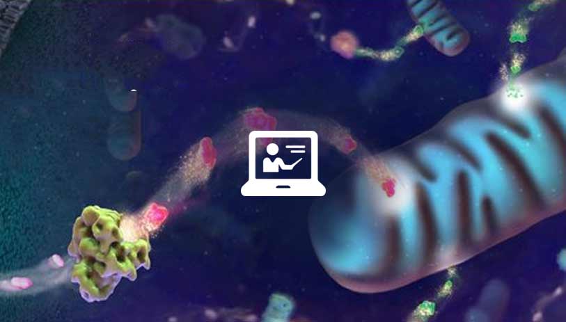 cellular metabolism assays
