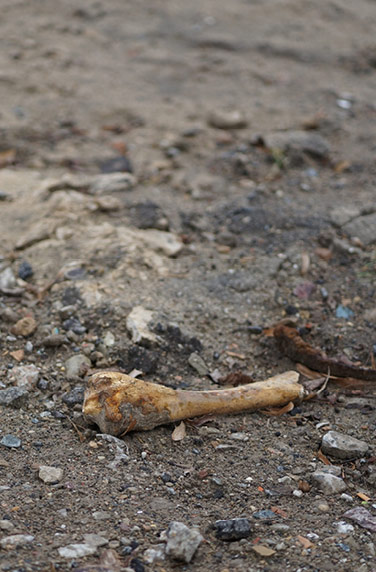 35gy-product-page-bones