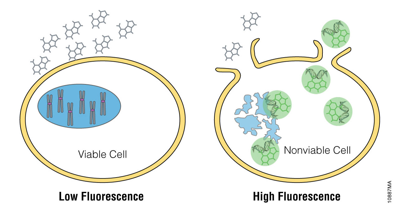 CellTox™ Green Cytotoxicity Assay