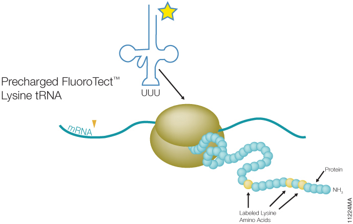 Schematic illustrating the incorporation of FluoroTect™ Green<sub>Lys</sub>-labeled lysine into nascent protein.