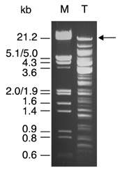 The DNA template.