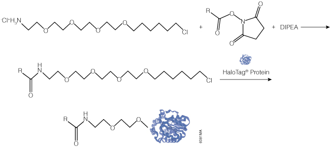 Example reaction with HaloTag Amine (O4) Ligand.