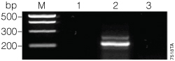 Second amplification of the 175µM dUTP:25µM dTTP PCR product.