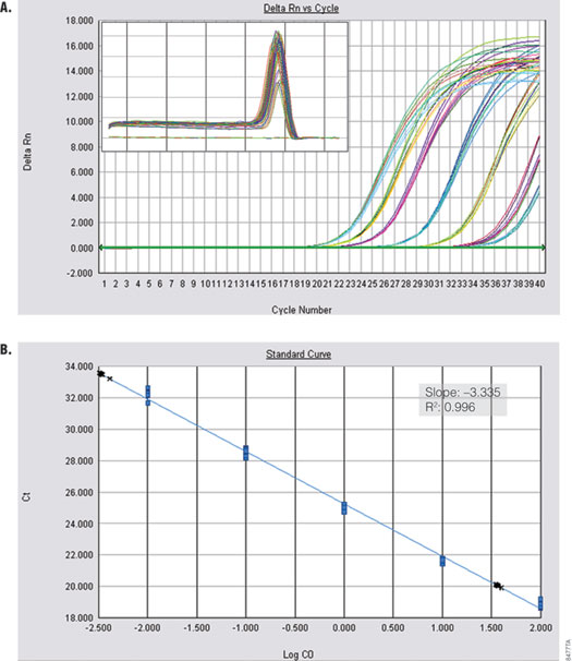 Amplification of Alpha V from cDNA.