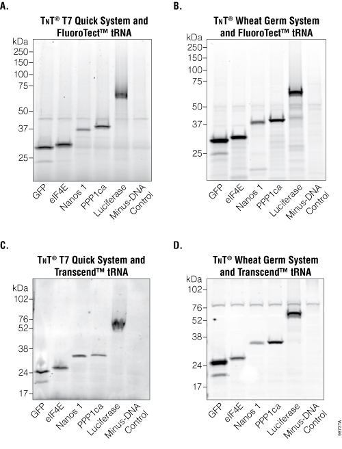 Detection of proteins using the FluoroTect and Transcend Systems.