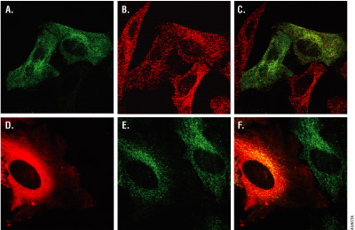 Multiplexing HaloTag® labeling and immunocytochemistry.
