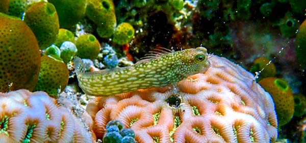 Coral Ecosystem Supported by Revive and Restore
